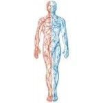 Piernas cansadas. Circulación