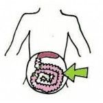 Flora intestinal